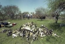 tragedia de Austral