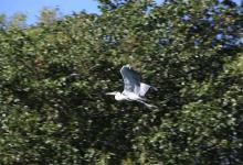 Por la tranquilidad de estas semanas, muchos animales autóctonos regresaron al Uruguay.