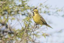 El aguará guazú, el guazuncho, el ciervo de los pantanos y cuatro especies de aves fueron declaradas Monumentos Naturales de la provincia.