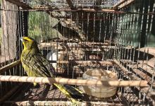 Los cuatro ejemplares de cardenales amarillos fueron rescatados de domicilios particulares y liberados en la Reserva El Potrero de Gualeguaychú.