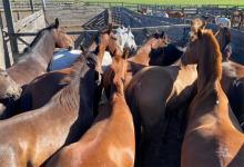 La Justicia Federal procesó a cinco personas por conformar una asociación ilícita dedicada al lavado de activos de origen delictivo y a la evasión tributaria en el comercio de equinos.