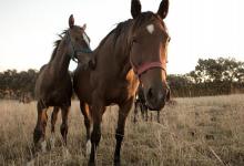 En Gualeguaychú y en Gualeguay se detectaron dos casos de encefalitis equina y ambos pacientes tuvieron su alta médica.