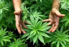 Cannabis