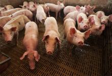 La Argentina hoy produce unas 750 mil toneladas de carne porcina.