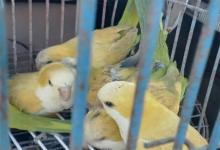 En total se secuestraron tres jaulas y 15 aves.