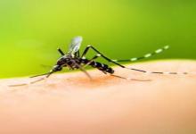 Detectaron casos de dengue hemorrágico en el norte de Santa Fe