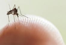 Dengue.