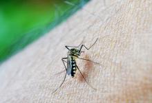 Dengue