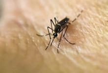 La mayor parte de los infectados contrajo el virus dentro del país y la cifra de contagios de Dengue aumentó en las últimas semanas.