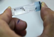 dengue mosquito