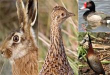 El Centro para el Estudio y Defensa de las Aves Silvestres (Ceydas) volverá a recurrir a la Justicia para evitar la caza menor en la provincia.