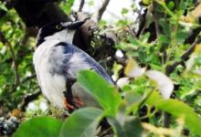 El registro del Frutero cabeza negra fue realizado por integrantes del Club de Amigos de Aves Silvestres que lo observaron en un hábitat característico de Feliciano.