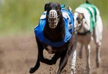 carrera de galgos
