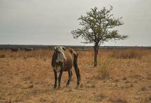 Si bien se sigue observando los efectos de la extrema sequía en la ganadería, gracias a las lluvias recientes la tendencia comienza a ser revertida de manera paulatina.