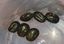 garrapatas