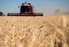 El precio internacional del trigo subió casi 20 por ciento mensual en marzo.