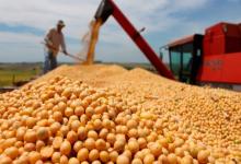 Se estima que la cosecha de soja saltaría 138,1 por ciento hasta los 55 millones de toneladas.
