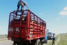 En uno de los controles se detectó que se transportaban caballos sin la debida documentación.