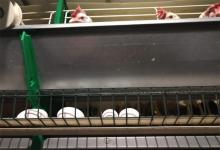 La demanda de huevos a nivel nacional se incrementó en un promedio del 40 por ciento desde el inicio de la cuarentena, pero las ganancias se las lleva el intermediario, no el productor.