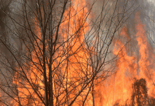 Incendios forestales.