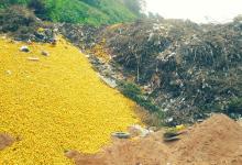Limones en Tucumán