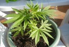 planta de marihuana