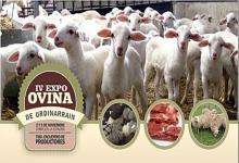 muestra ovina