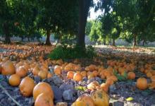 Alertaron por la pérdida de naranjas en Misiones por la escasez de cosecheros
