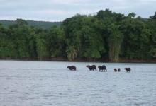 Pantanal