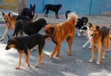 Perros callejeros