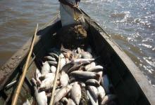 Mantienen el cupo de pesca y amplían la prohibición de pescar algunos días en Entre Ríos
