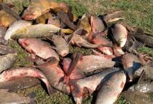 Detectan a pescadores santafesinos depredando el río Paraná.