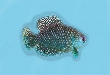 Se trata de un pez pequeño que mide en promedio unos diez centímetros.