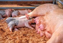 Organizaciones ambientales advierten que las granjas porcinas constituyen “peligros latentes a la salud pública, a las condiciones ambientales y de bioseguridad” de la población.
