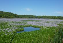El Pre Delta es un Parque Nacional y sitio RAMSAR