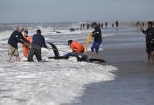 Rescataron a 6 de 7 orcas que habían encallado en Mar Chiquita