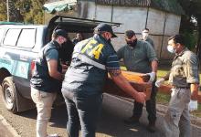 Momento en que se secuestran las cien aves en Chajarí: el procedimiento fue realizado por la Policía Federal y la Dirección General de Fiscalización de la provincia.