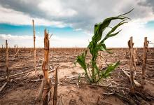 Por ley se otorgará un beneficio impositivo a los productores afectados por la sequía. Se estima que serán más de 3.000 los beneficiarios.