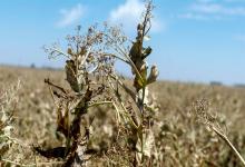 El Banco Nación pondrá a disposición de los agricultores damnificados por la sequía $50.000 millones en créditos a tasa subsidiada, y el Ministerio de Economía se hará cargo del resto.