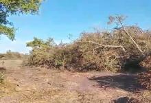 En diversos grupos culturales y ecologistas circularon videos que dan cuenta del resultado de la tala, en los que se pueden observar miles de árboles de la flora indígena arrancados y amontonados.