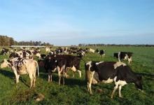El INTA Rafaela acaba de presentar los resultados de su tradicional “Encuesta sectorial lechera”, con los resultados del ejercicio productivo 2018-2019.