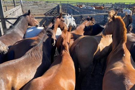 La Justicia Federal procesó a cinco personas por conformar una asociación ilícita dedicada al lavado de activos de origen delictivo y a la evasión tributaria en el comercio de equinos.